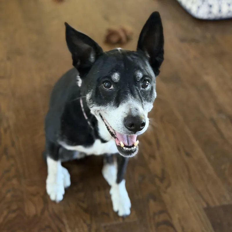 A senior medium-sized female Black Cattle Dog named Chloe for adoption in Denver, CO