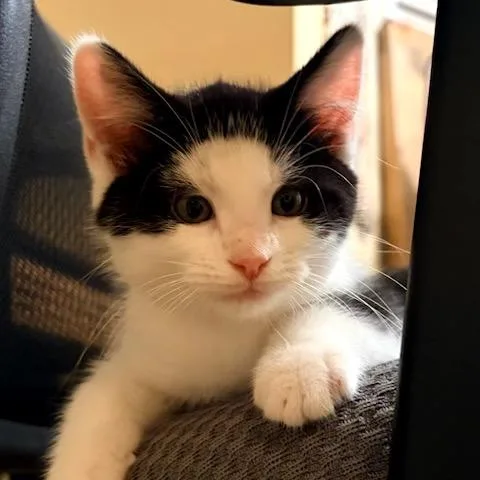 A baby small-sized male Black Domestic Short Hair cat named Bobo for adoption in Potomac, MD