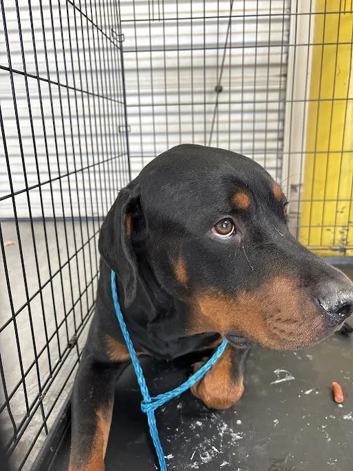 An adult large-sized male Rottweiler dog named Pops for adoption in Las Vegas, NV