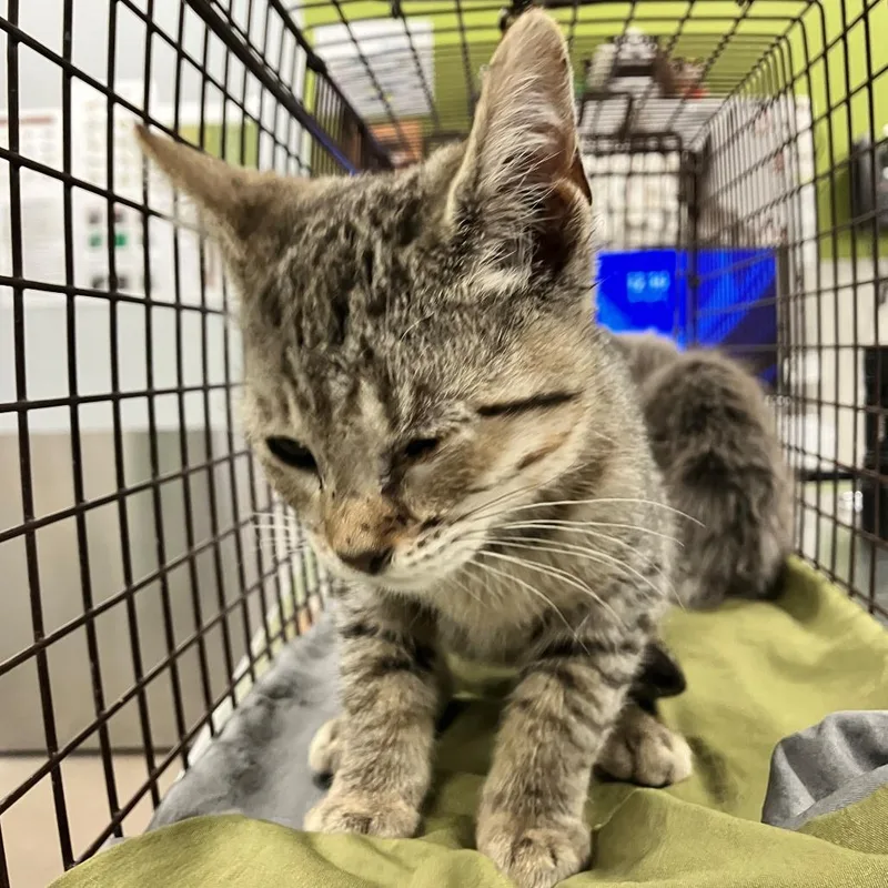 A baby small-sized female Domestic Short Hair cat named 112444 for adoption in Las Cruces, NM