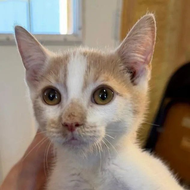 A baby small-sized male Domestic Short Hair cat named Kip for adoption in Park Falls, WI