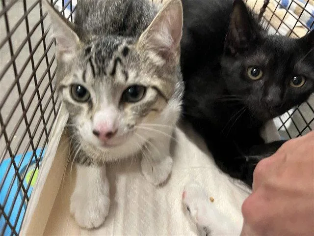 A baby small-sized female Brown / Chocolate Domestic Short Hair cat named Boogie for adoption in Tavares, FL