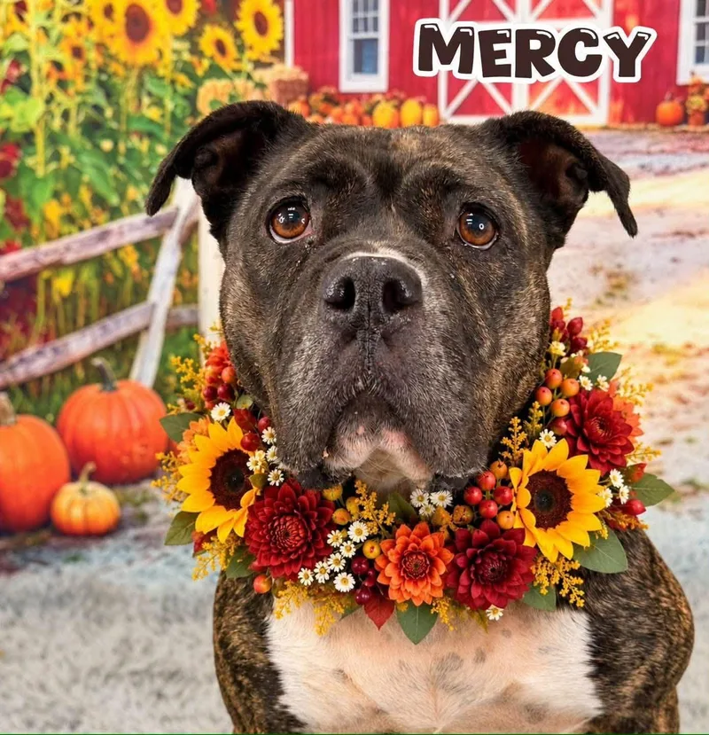 An adult medium-sized female Brindle Mixed Breed dog named Mercy for adoption in Flint, MI
