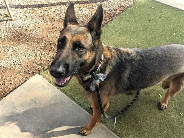 An adult large-sized female German Shepherd Dog dog named Chaquita for adoption in Phoenix, AZ