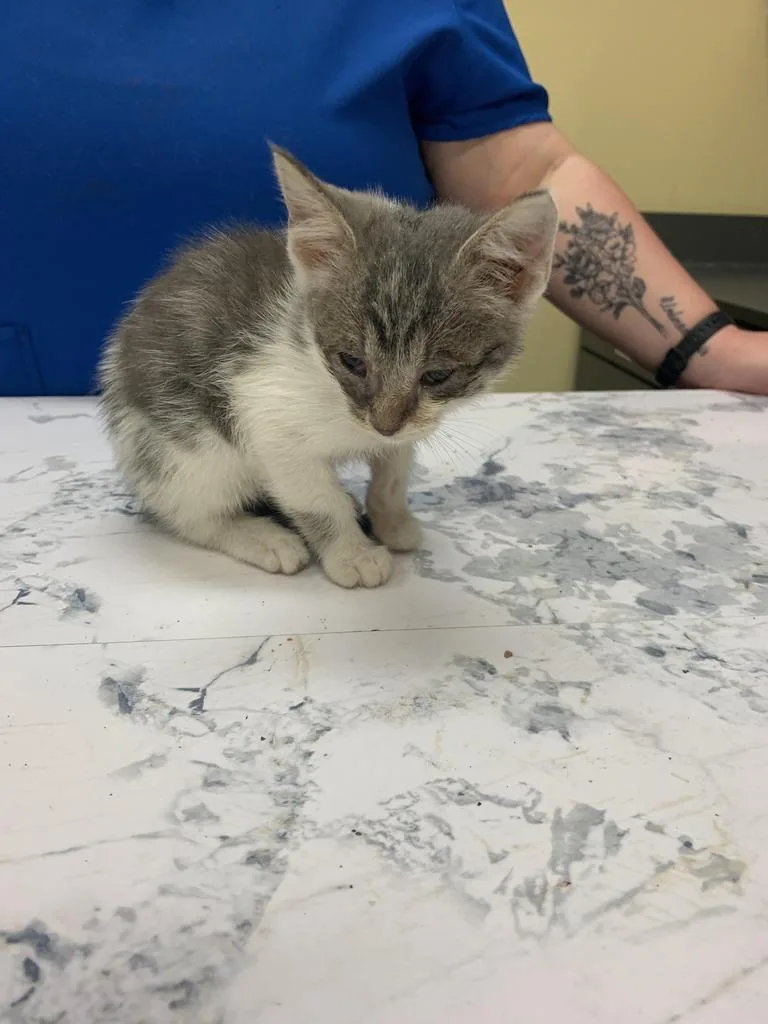 A baby medium-sized female Domestic Short Hair cat named DiGiorno for adoption in Florence, SC