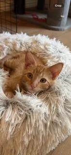 A baby medium-sized female Orange / Red Domestic Short Hair cat named Eloise for adoption in McKinney, TX