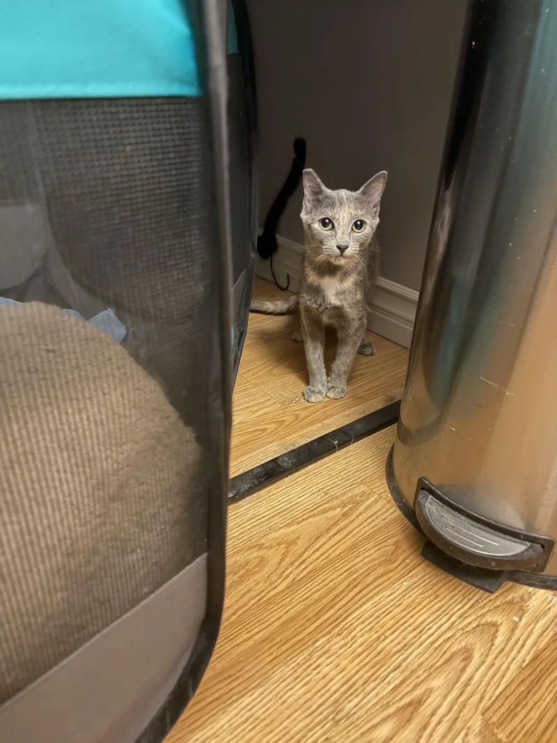 Joy And Shadow thumbnail 2