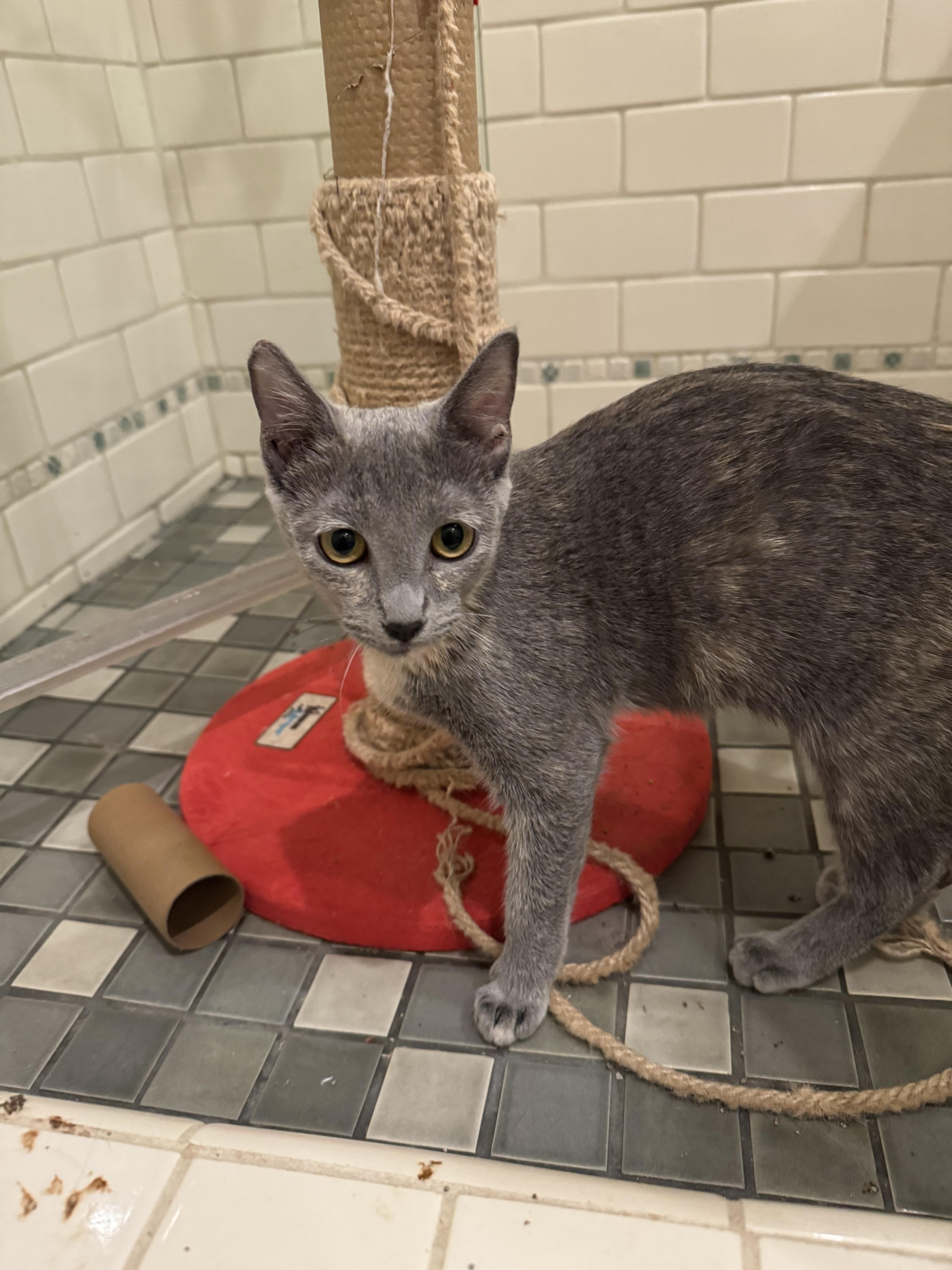 Joy And Shadow thumbnail 5