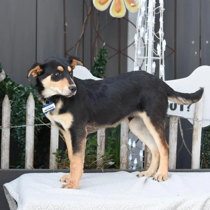 Matthews thumbnail 2