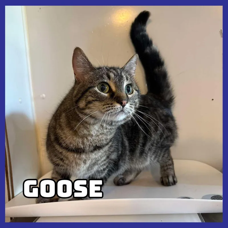 An adult medium-sized female Brown / Chocolate Domestic Short Hair cat named Goose for adoption in Glenwood, MN
