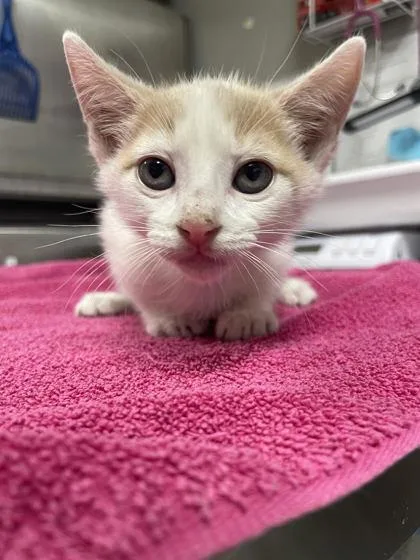 An adult large-sized male Domestic Short Hair cat named Dwight Snoot for adoption in Baton Rouge, LA