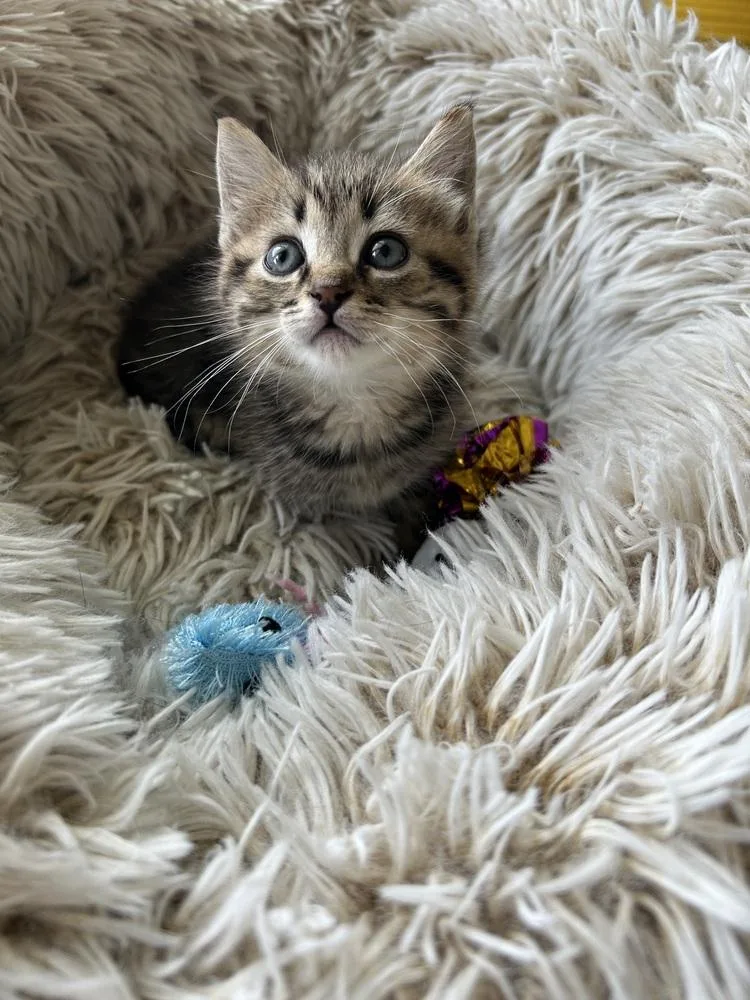 A baby medium-sized male Brown / Chocolate Domestic Short Hair cat named Kingpin for adoption in Clinton Township, MI