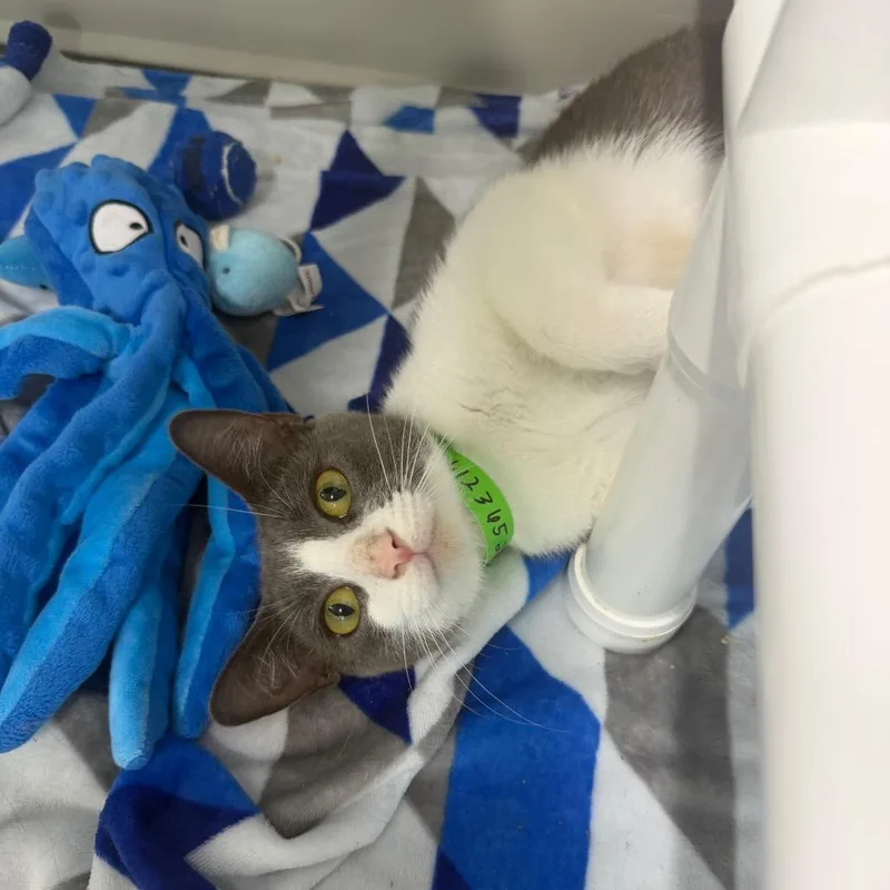 A young medium-sized female Gray / Blue / Silver Domestic Short Hair cat named Quinnie for adoption in Clearwater, FL