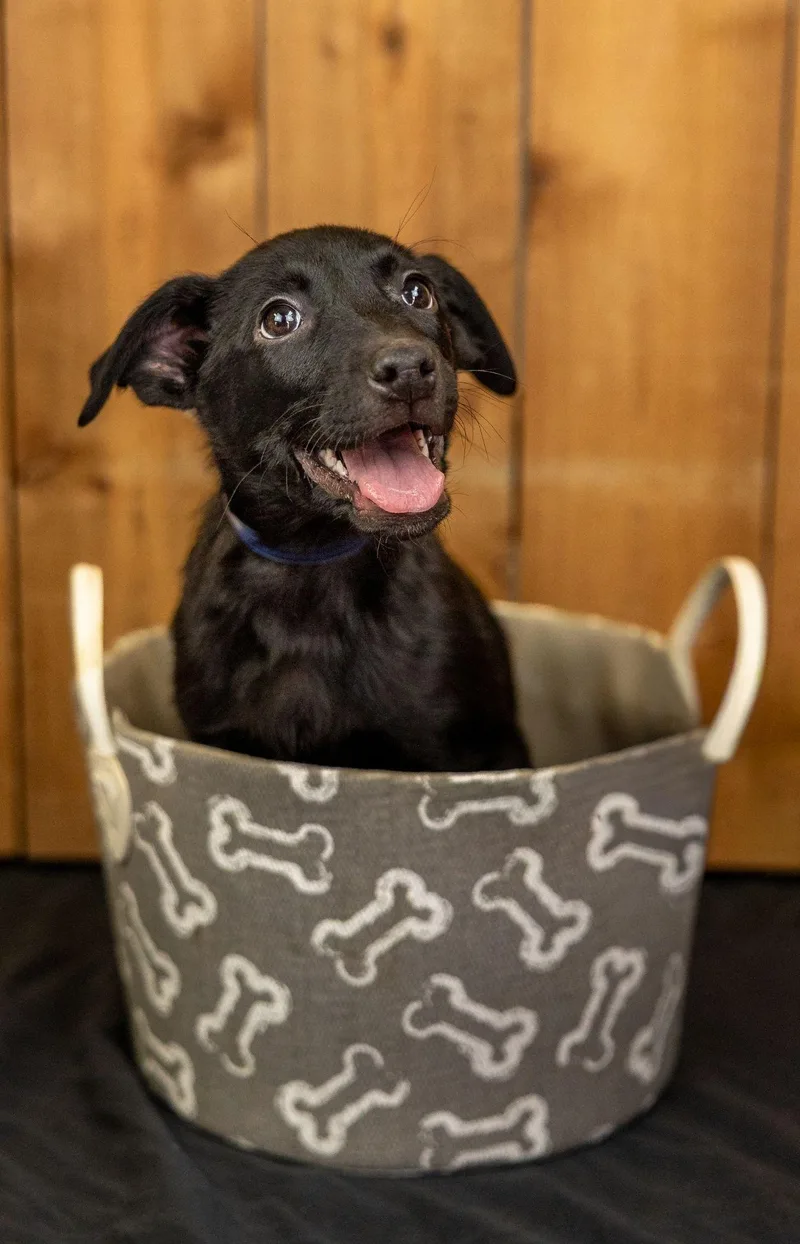 A baby medium-sized female Labrador Retriever dog named 710-26 for adoption in Brighton, CO