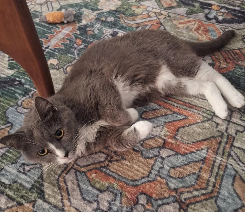 A senior medium-sized female Gray & White Domestic Short Hair cat named Hope for adoption in New Albany, OH