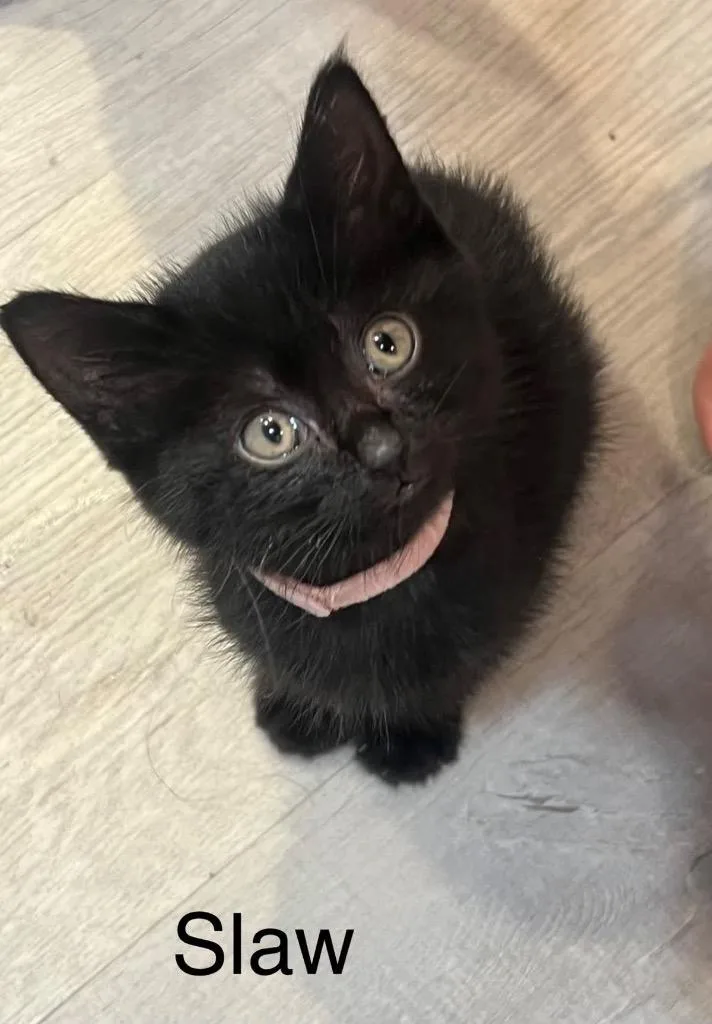 A baby medium-sized female Domestic Short Hair cat named Slaw for adoption in Johnson City, TN