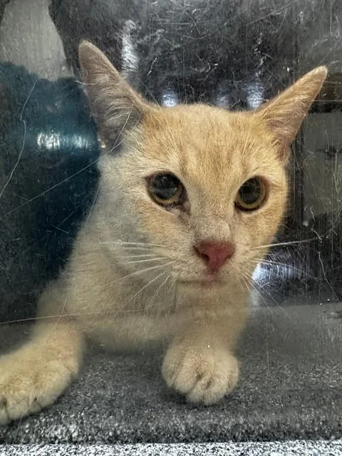 A young medium-sized male Domestic Short Hair cat named George for adoption in Naples, FL