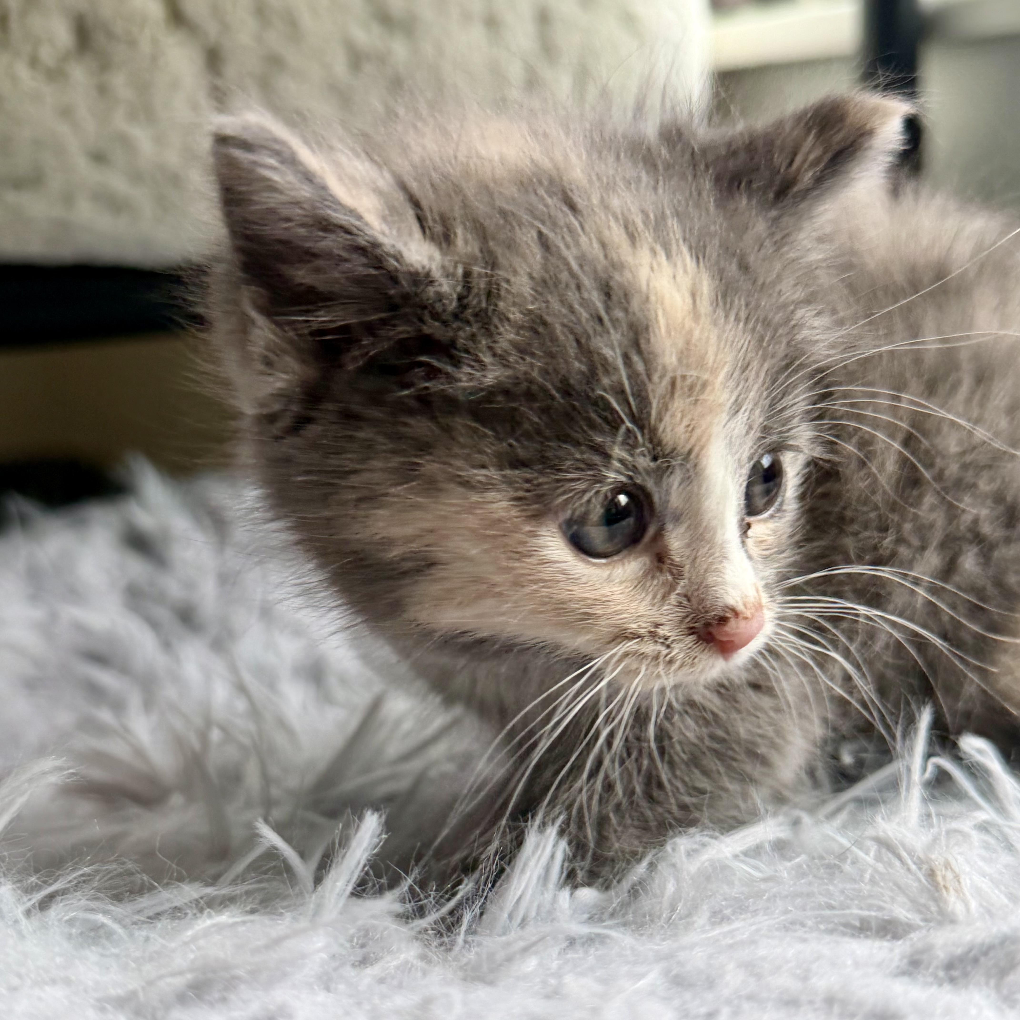 A baby medium-sized female Domestic Short Hair cat named Paprika for adoption in Muskego, WI