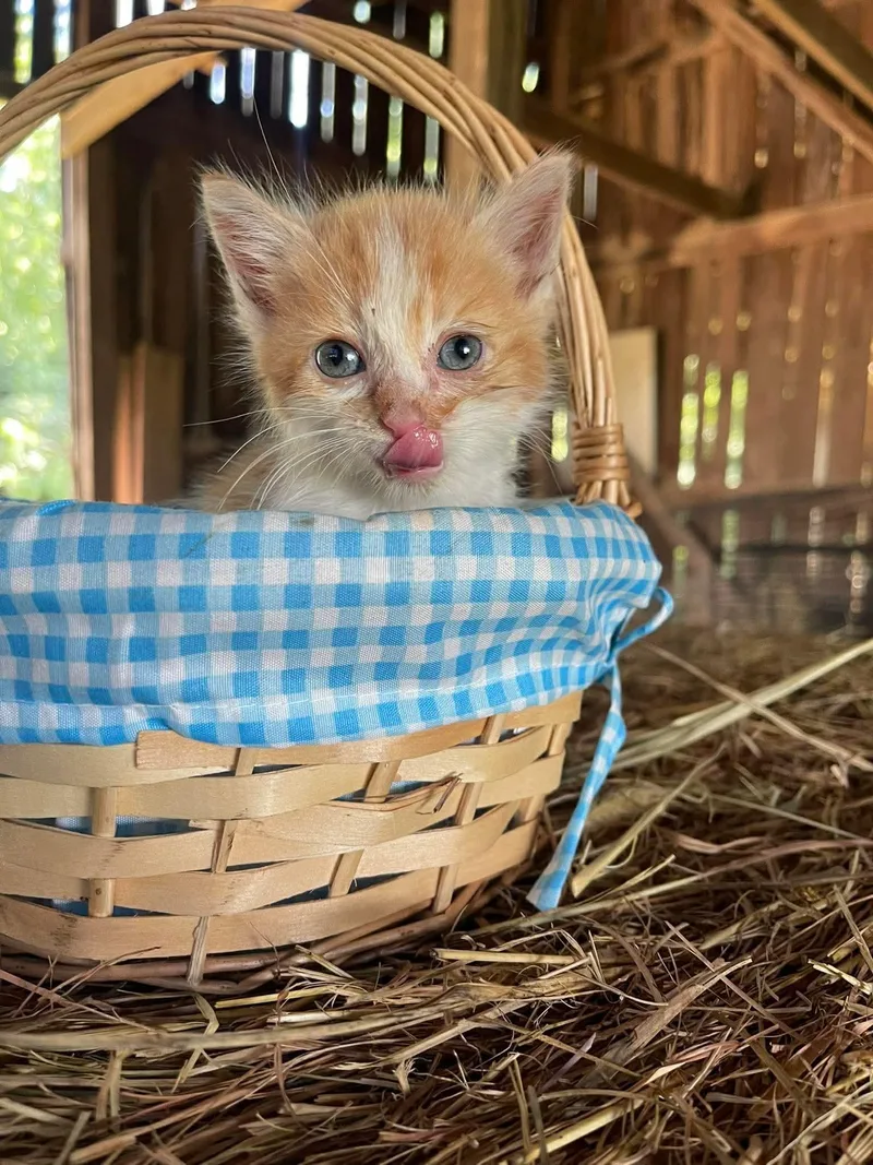 A baby small-sized female American Shorthair cat named Noodle for adoption in Richmond, KY