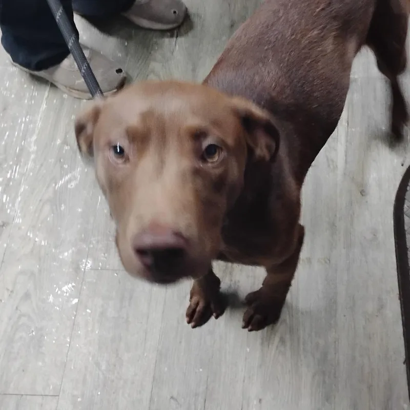 A young medium-sized male Brown / Chocolate Mixed Breed dog named Fidget for adoption in Summerville, SC