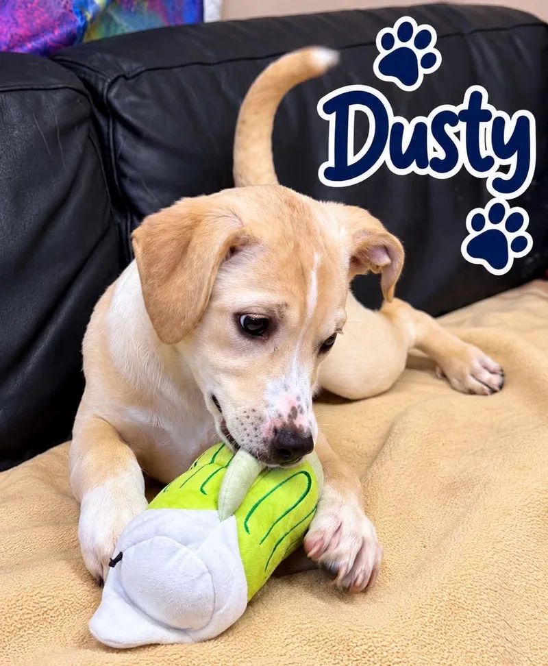 A young medium-sized female Labrador Retriever dog named Dusty Rhodes for adoption in Rock Hill, NY