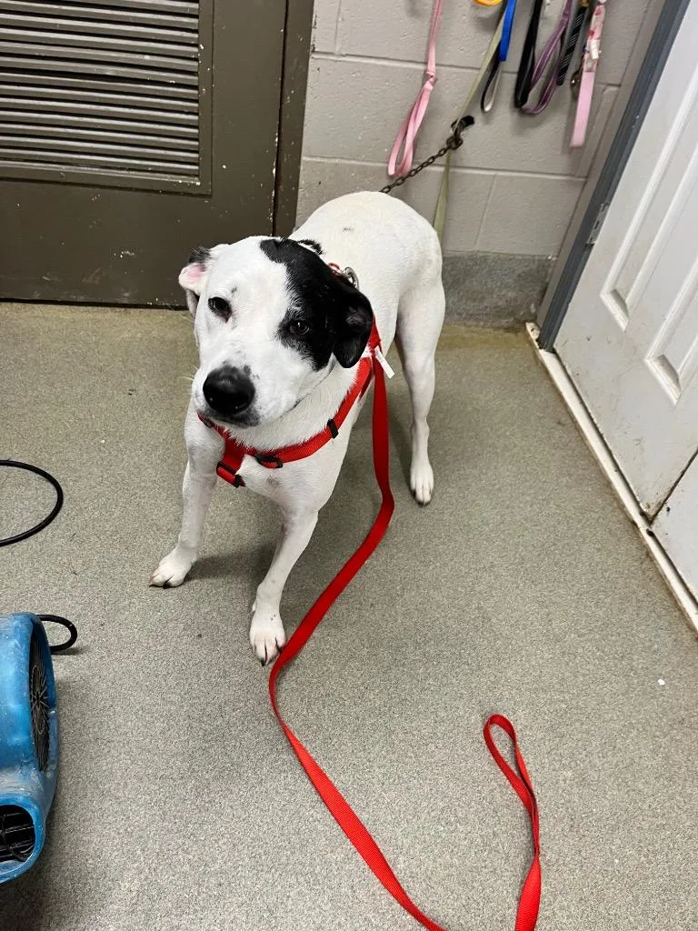 A young large-sized male Australian Cattle Dog / Blue Heeler dog named LouisRocket for adoption in Hopkinsville, KY