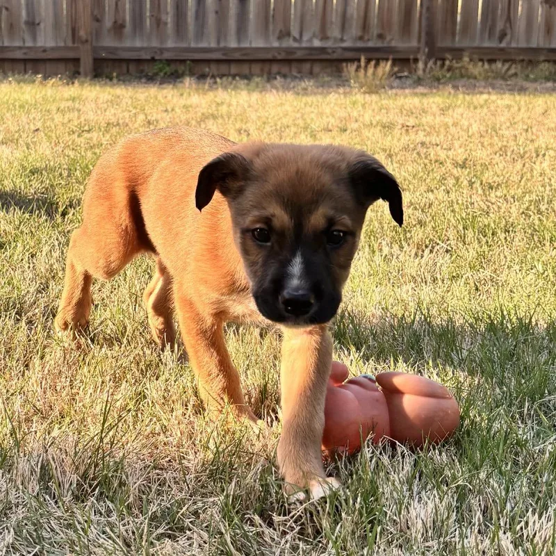 A baby small-sized male Brown / Chocolate Mixed Breed dog named Cosmo for adoption in Austell, GA