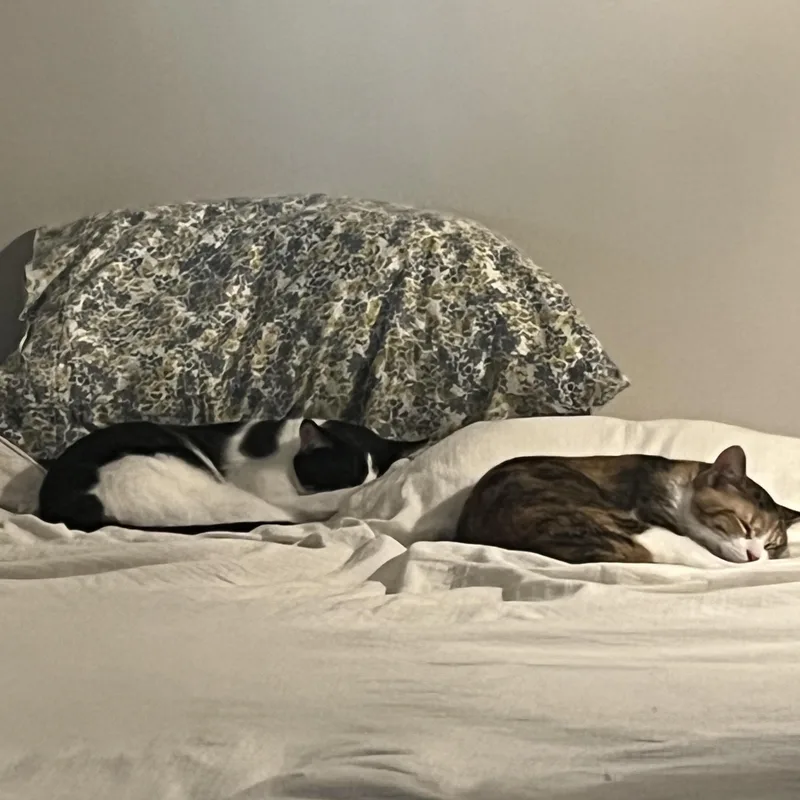 Fern & Juniper  thumbnail 2