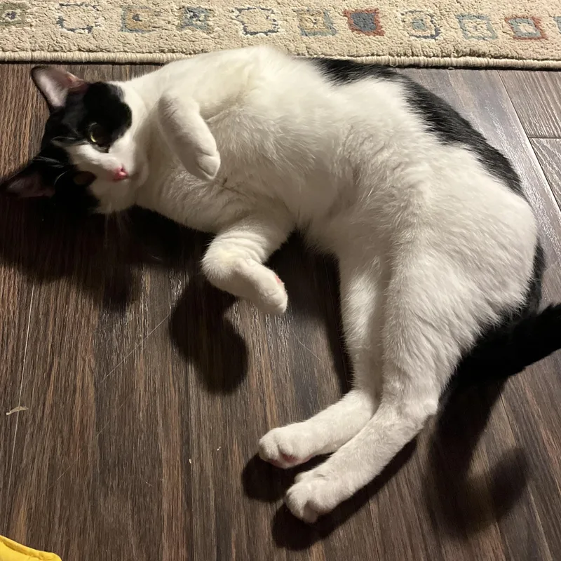 Fern & Juniper  thumbnail 3