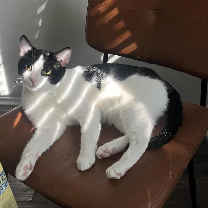 Fern & Juniper  thumbnail 4