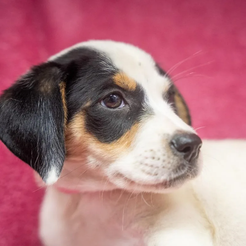 A baby medium-sized female White / Cream Hound dog named Sagittarius for adoption in Pawling, NY