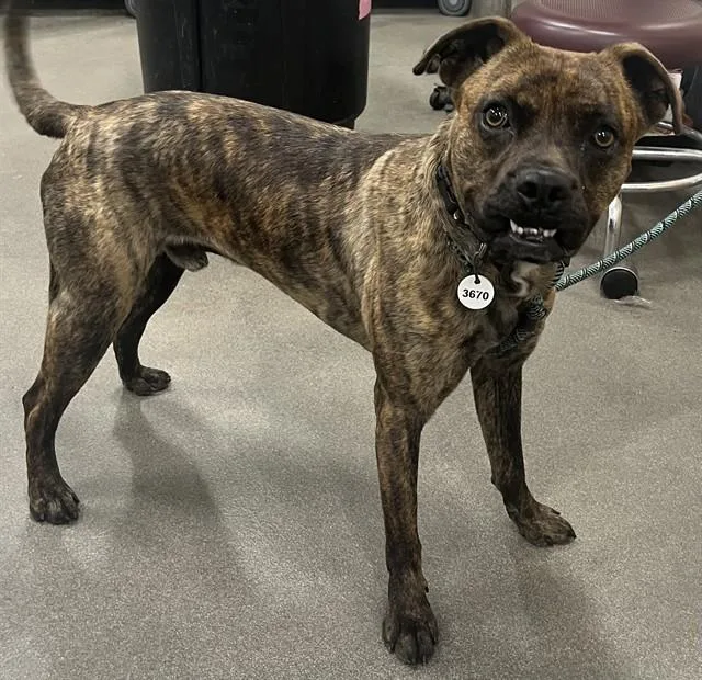 A young large-sized male Pit Bull Terrier dog named Senor for adoption in Upper Marlboro, MD