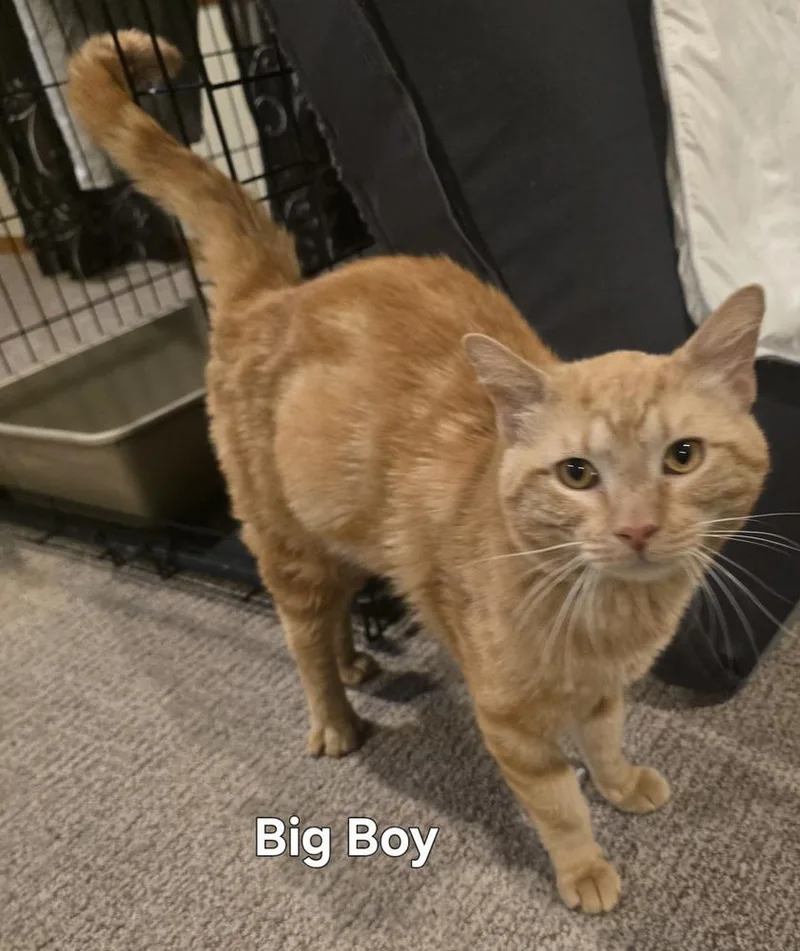 Big Boy thumbnail 2