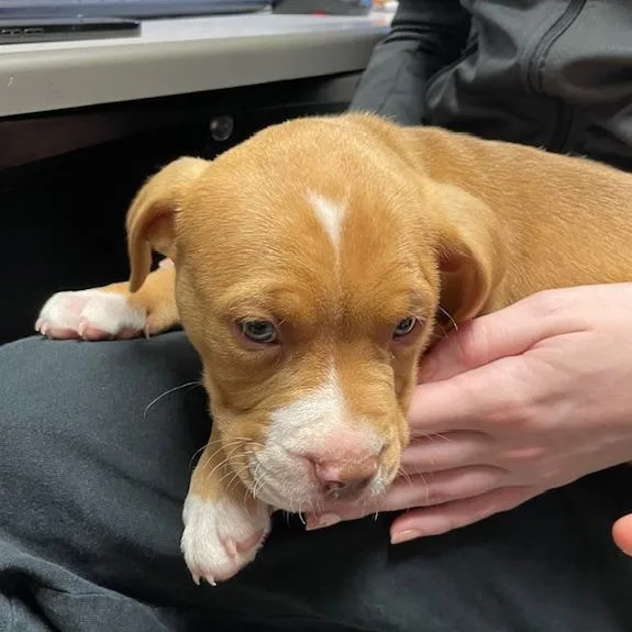A baby medium-sized male Brown / Chocolate Pit Bull Terrier dog named Toby for adoption in Springfield, IL