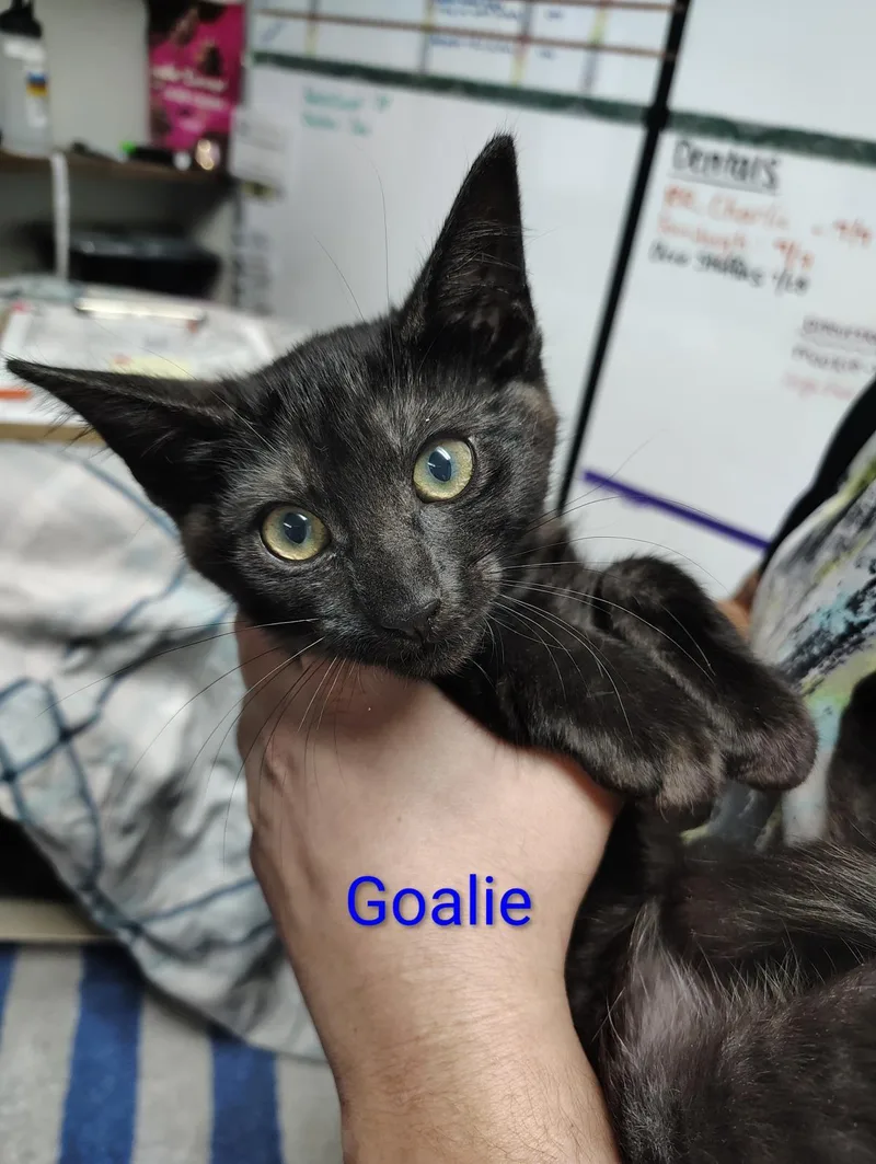 A baby medium-sized female Domestic Short Hair cat named Goalie for adoption in Lincoln, CA