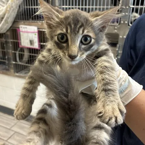 A baby medium-sized male Domestic Long Hair cat named Bengie Chamois for adoption in Pensacola, FL