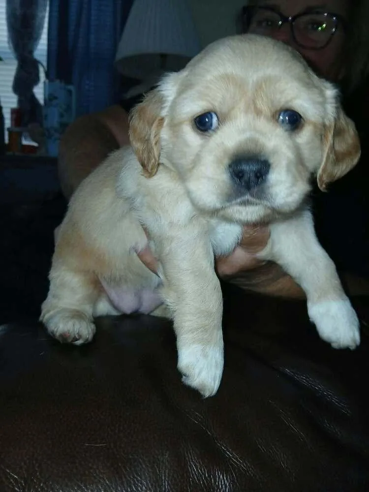 A baby small-sized female Cocker Spaniel dog named CockaChi Bs : Bailey for adoption in Aurora, IN