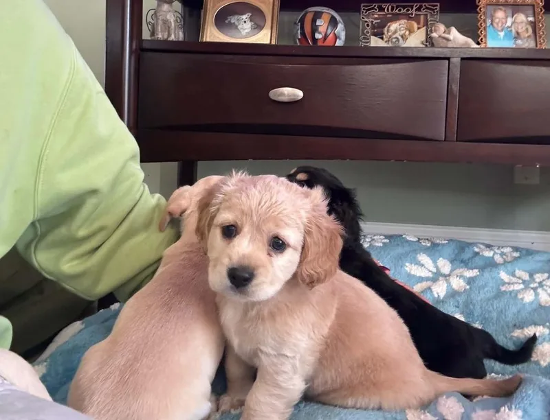 CockaChi Bs : Bailey thumbnail 3