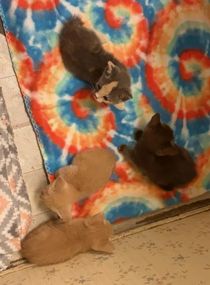 A baby small-sized male Abyssinian cat named Litter of for adoption in Darien, GA