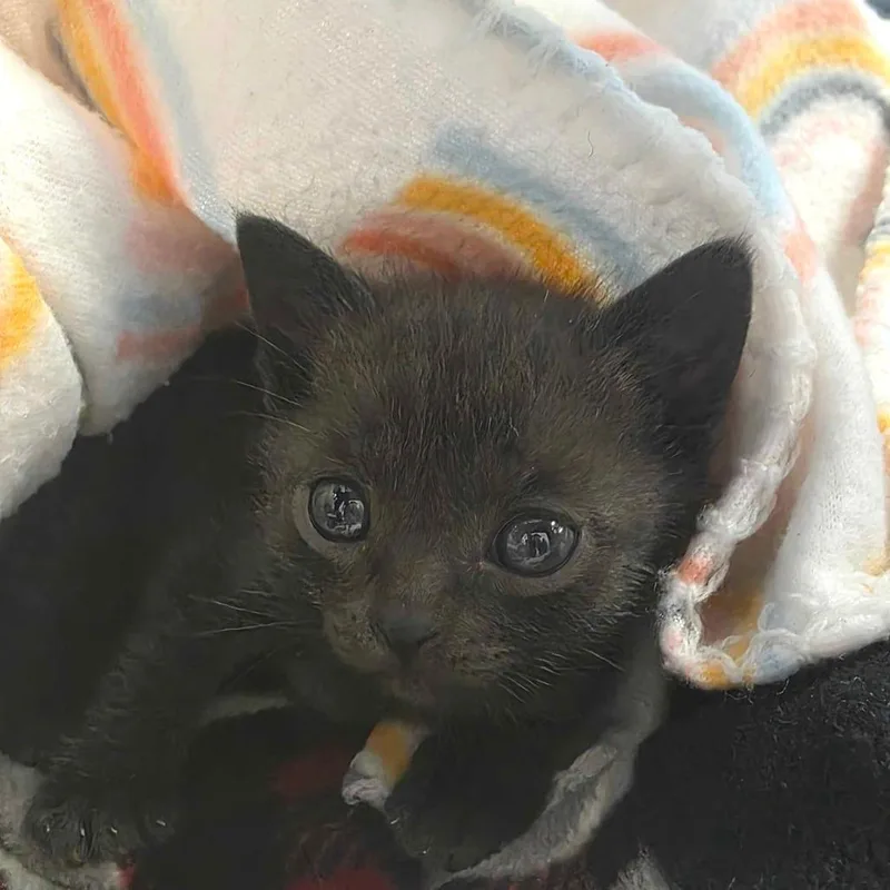 A baby small-sized female Gray / Blue / Silver Domestic Short Hair cat named Tally for adoption in Huntsville, AL