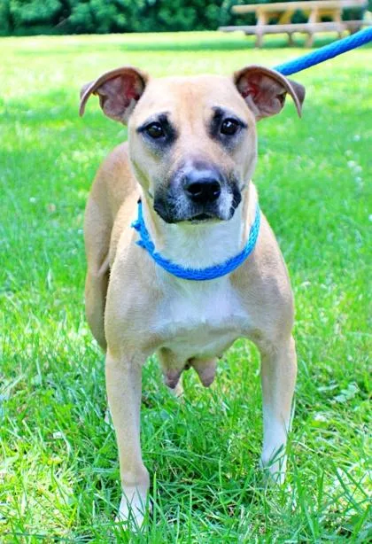 An adult small-sized female Beagle dog named Samantha for adoption in Morton Grove, IL