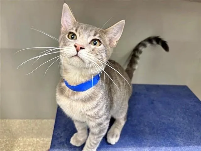 A baby small-sized male Domestic Short Hair cat named Obiwan for adoption in Saint Louis, MO