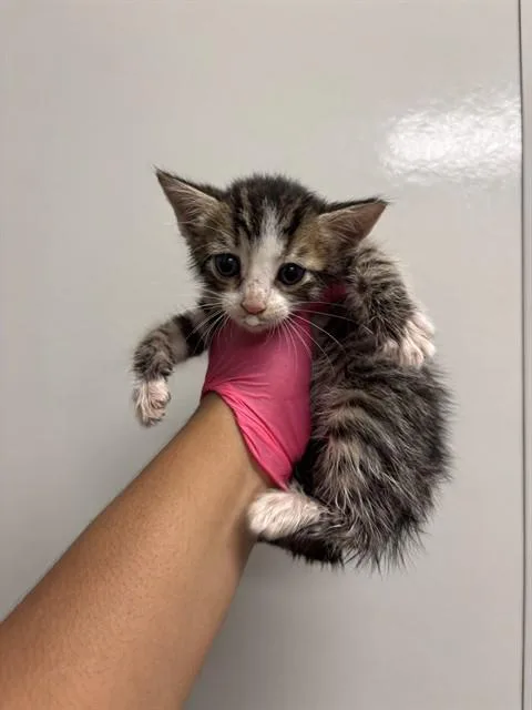 A baby small-sized male Domestic Short Hair cat named Mufasa for adoption in Ontario, CA
