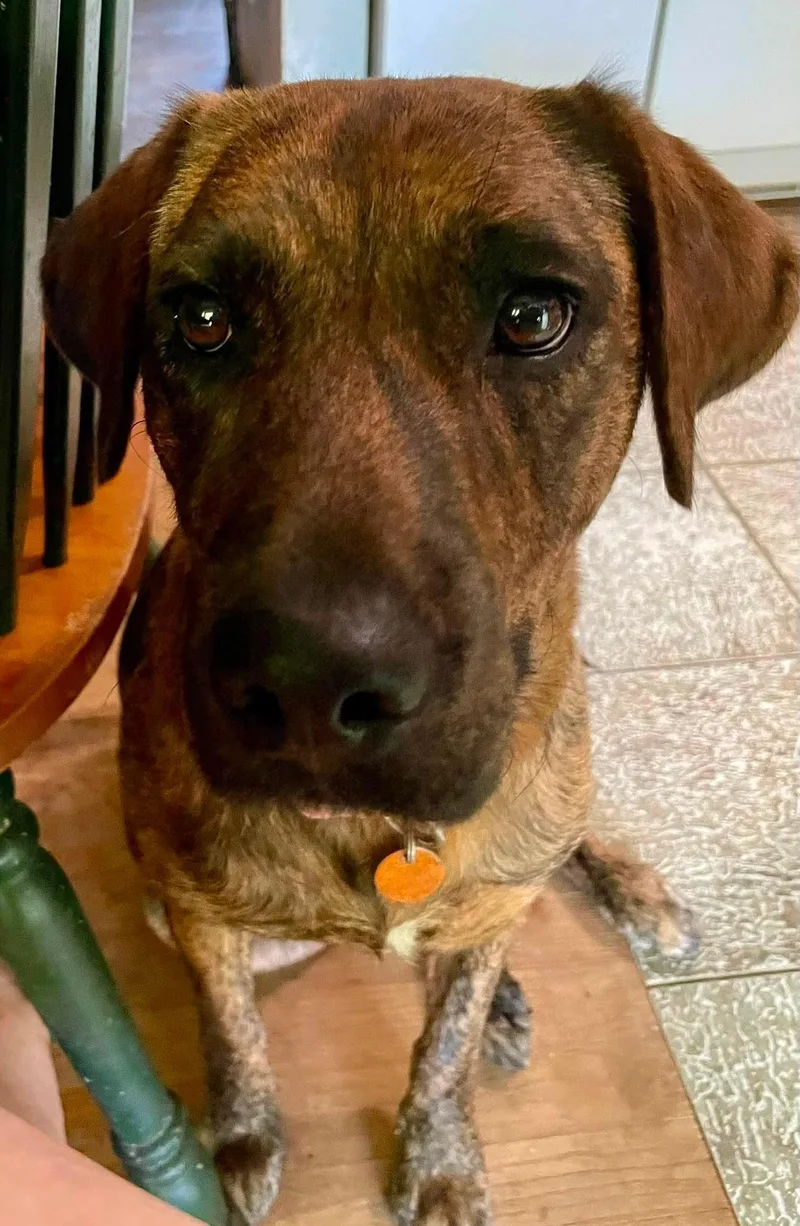 A young medium-sized female Labrador Retriever dog named Bonnie for adoption in Carmel, NY
