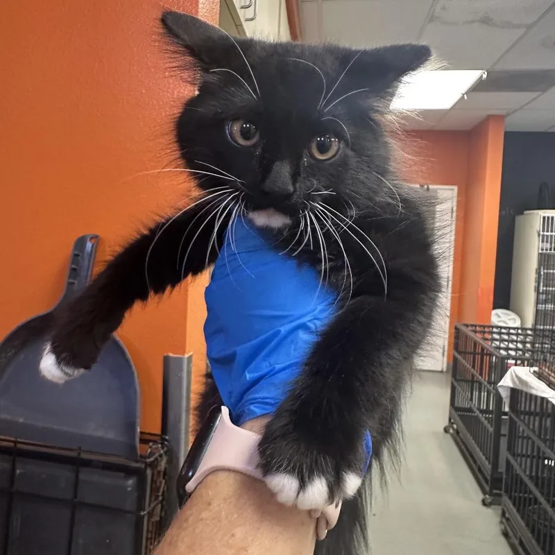 A baby small-sized female Black Domestic Long Hair cat named Periodic Table ___ for adoption in Westminster, CA