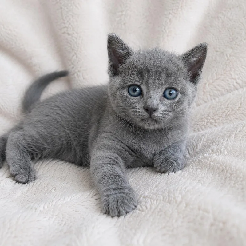 A baby small-sized female Gray / Blue / Silver Russian Blue cat named Eve for adoption in Tucson, AZ