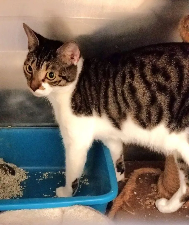 A young medium-sized female White Domestic Short Hair cat named Momosa for adoption in West Orange, NJ