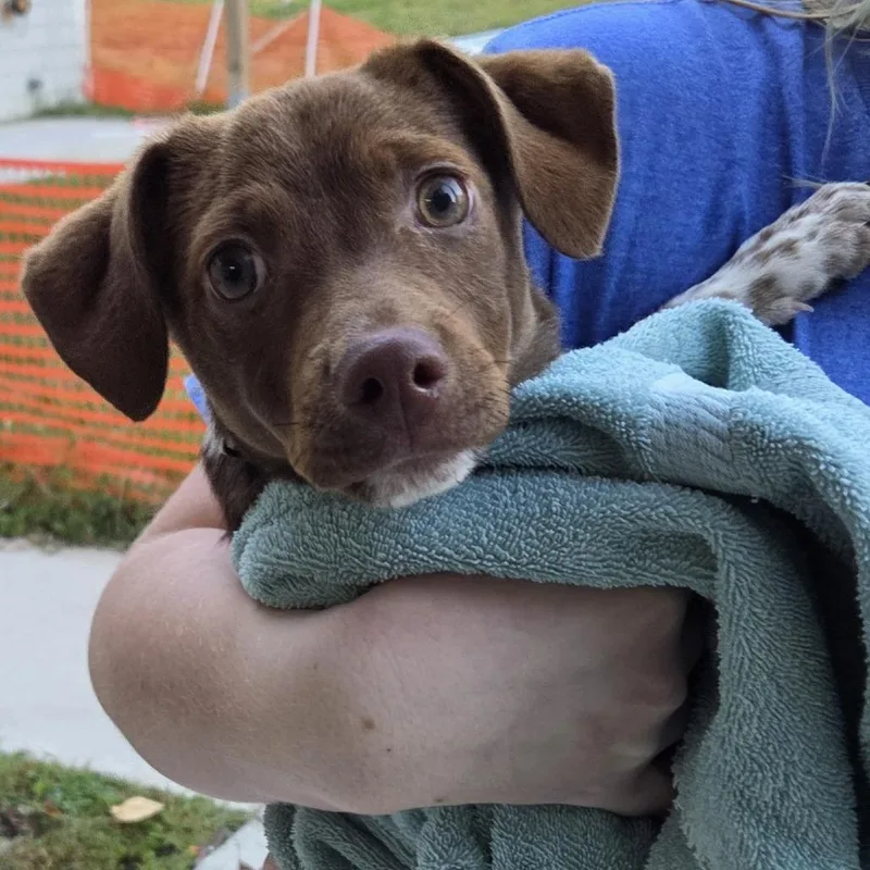 A baby small-sized male Chihuahua dog named Pookie for adoption in Voorhees, NJ