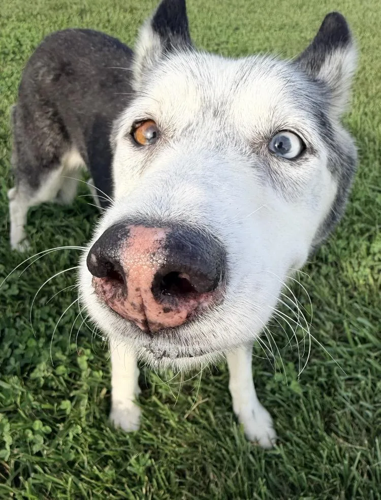 A senior medium-sized female Husky dog named Loki for adoption in Moyock, NC