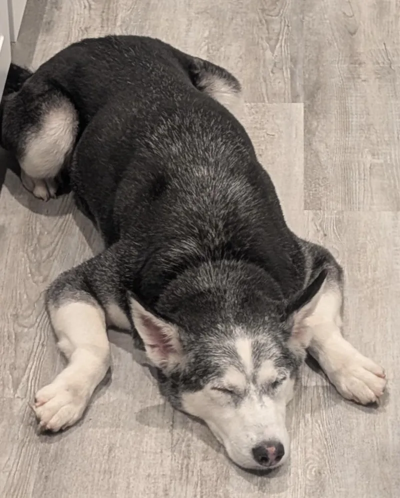 Loki thumbnail 3